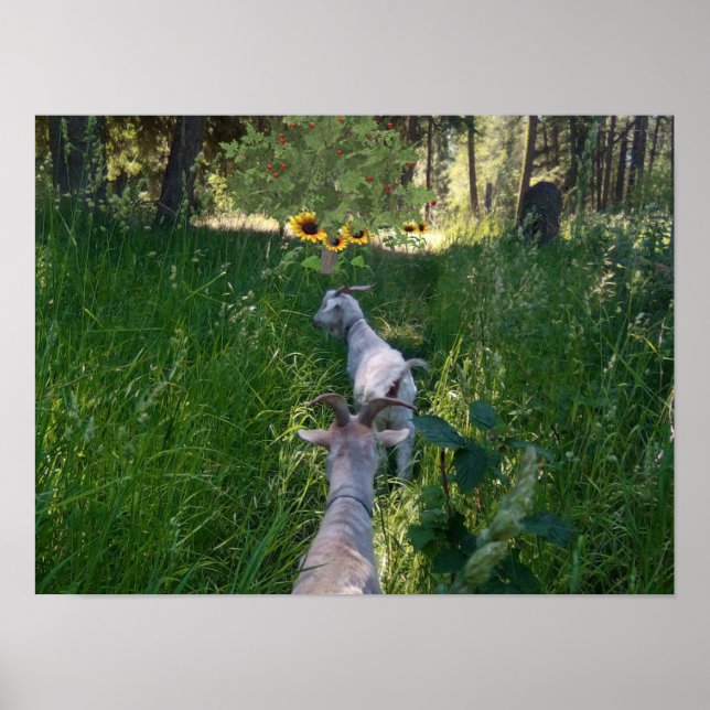 Póster Cabras en el pasto con mucha hierba (Frente)