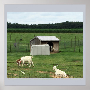 Póster Cabras en una granja