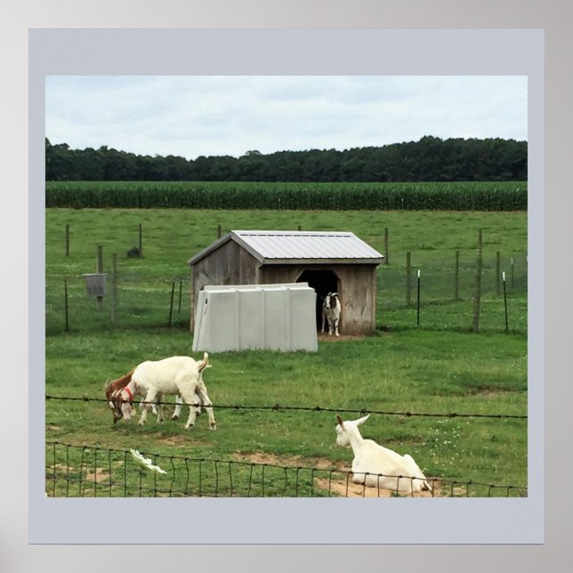 Póster Cabras en una granja (Frente)