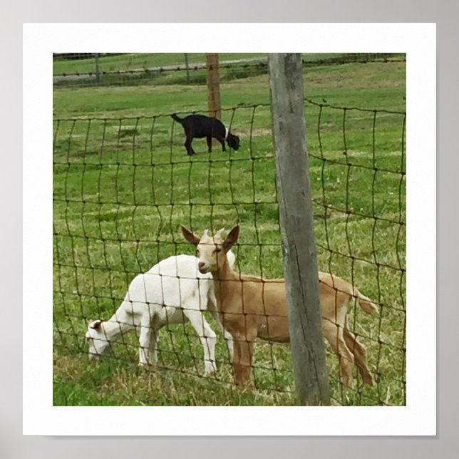 Póster Cabras en una granja (Frente)
