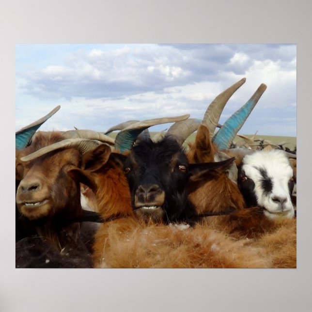 Póster Cabras mongolas (Frente)