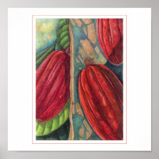 Póster Cacao Pods