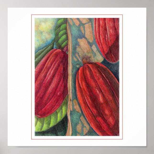 Póster Cacao Pods (Frente)