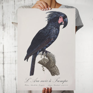 Póster Cacatúa de palma, loro Probosciger aterrimus, retr