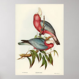 Póster Cacatua de pecho rosa