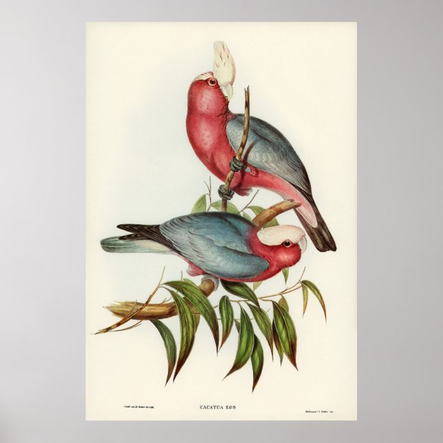 Póster Cacatua de pecho rosa (Frente)