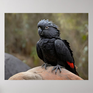 Póster Cacatúa Negra