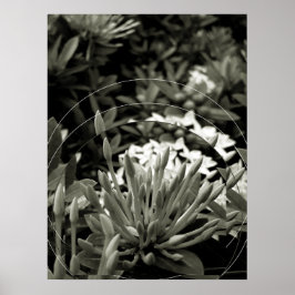 Póster CAcho de Botões