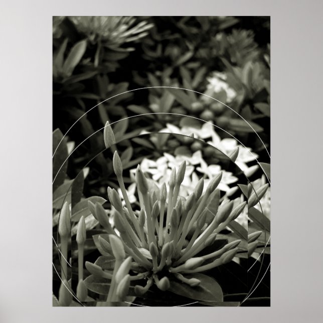 Póster CAcho de Botões (Frente)