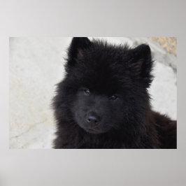 Póster Cachorro Adorable