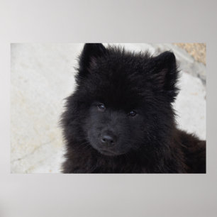 Póster Cachorro Adorable