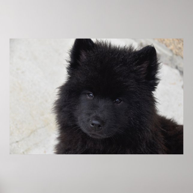 Póster Cachorro Adorable (Frente)