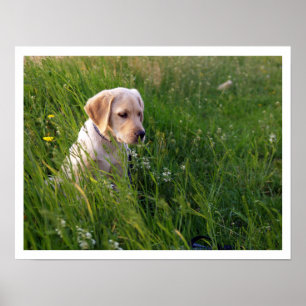 Póster Cachorro amarillo de laboratorio en grano alto