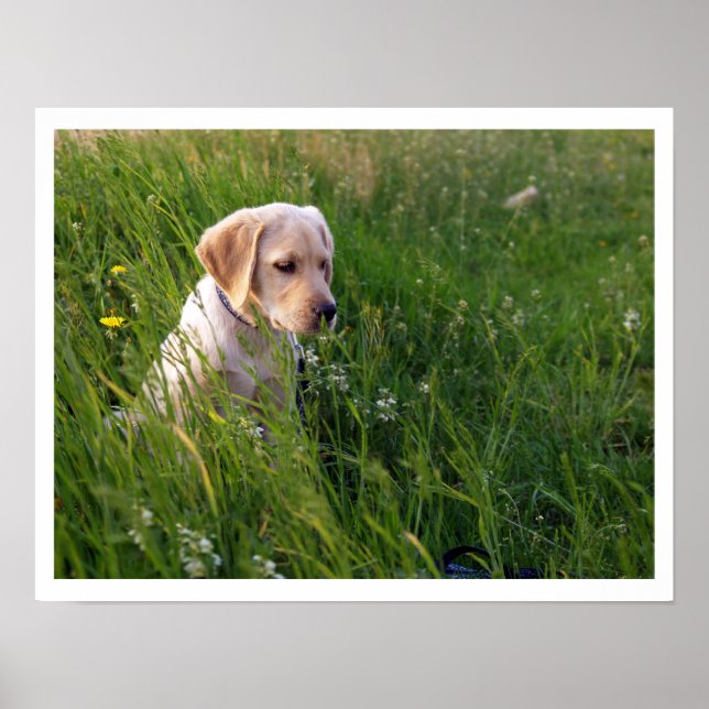 Póster Cachorro amarillo de laboratorio en grano alto (Frente)