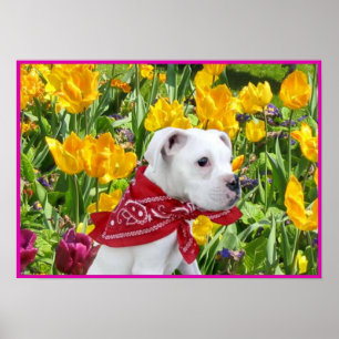 Póster Cachorro blanco en poster de tulipanes