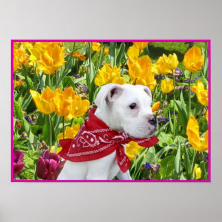 Póster Cachorro blanco en poster de tulipanes