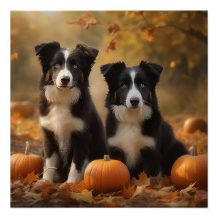 Póster Cachorro Border Collie Delicia de Otoño Calabaza