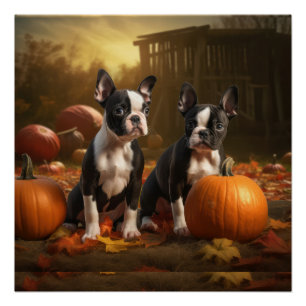 Póster Cachorro Boston Terrier Delicia de Otoño Calabaza