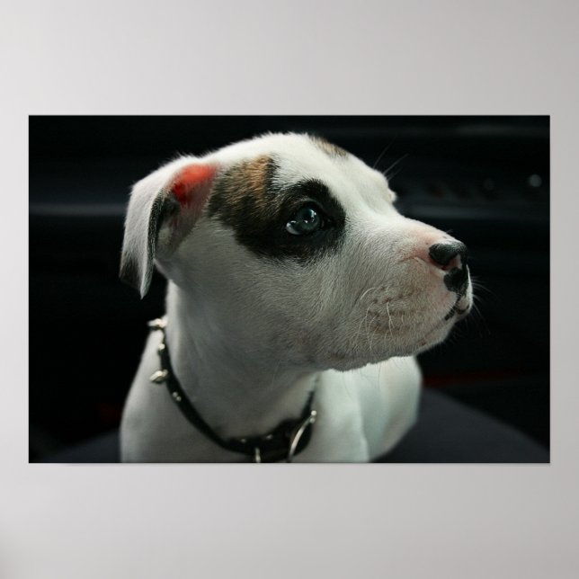 Póster Cachorro Cachorro Cachorro (Frente)