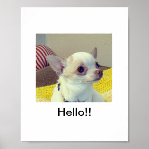 Póster Cachorro Chihuahua 