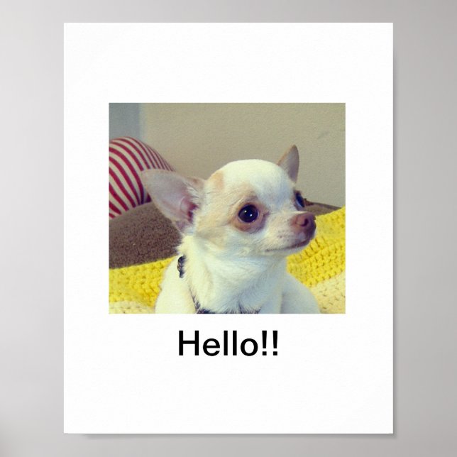 Póster Cachorro Chihuahua  (Frente)