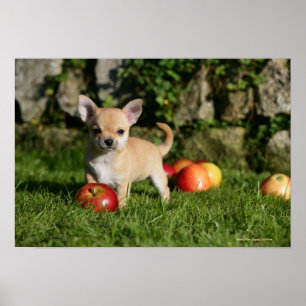 Póster Cachorro chihuahua con manzanas