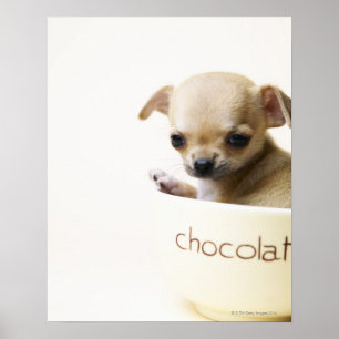 Póster cachorro chihuahua en el tazón (recortado)