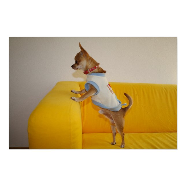 Póster Cachorro Chihuahua en sofá amarillo (Anverso)