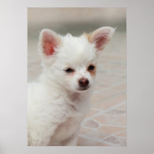 Póster cachorro chihuahua en un jardín