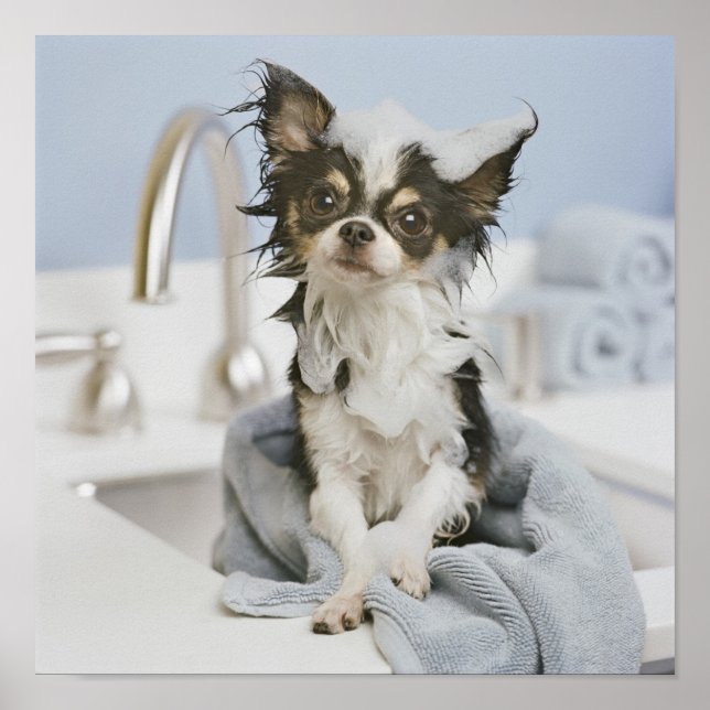 Póster Cachorro Chihuahua Envuelto En Una Toalla (Frente)