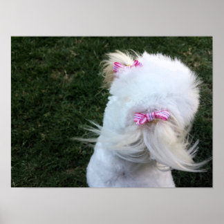 Póster Cachorro con cinta