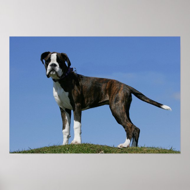 Póster Cachorro de 3 meses (Frente)