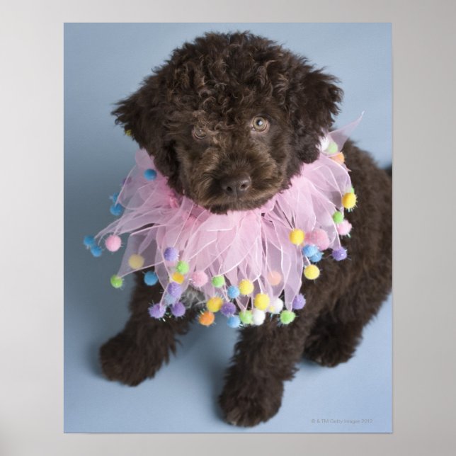 Póster Cachorro de agua italiano (Lagotto) (Frente)
