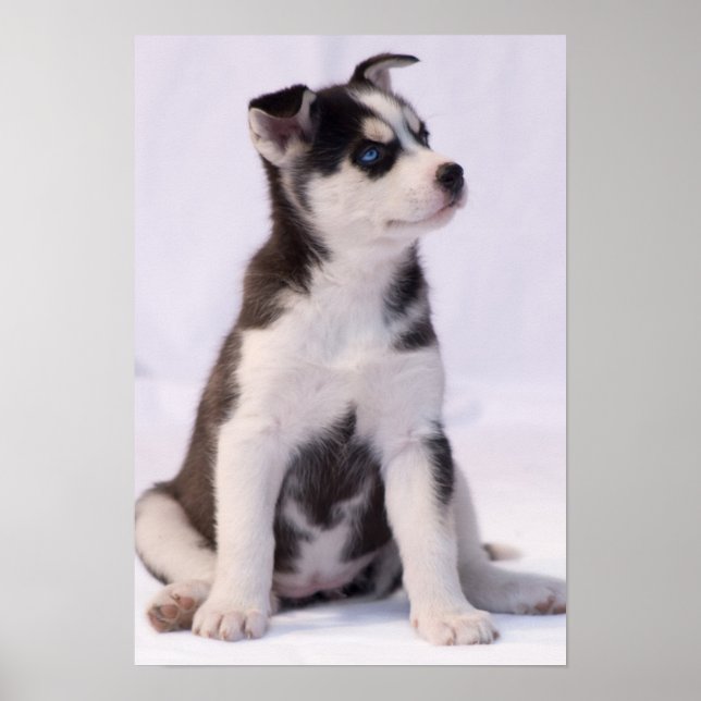 Póster Cachorro de bebé dulce (Frente)