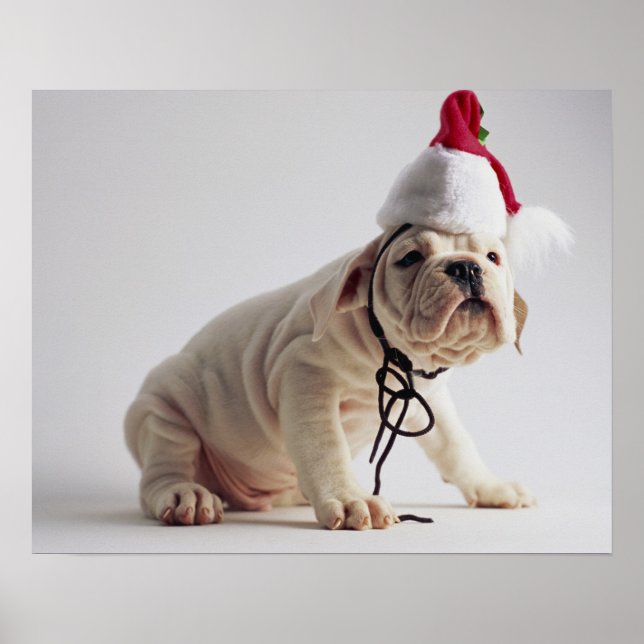 Póster Cachorro de bulldog con Sombrero Santa (Frente)