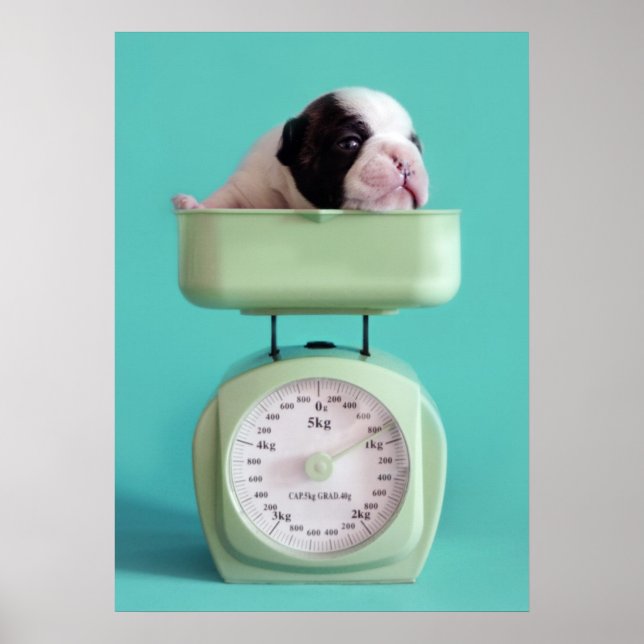 Póster Cachorro de Bulldog francés (Frente)