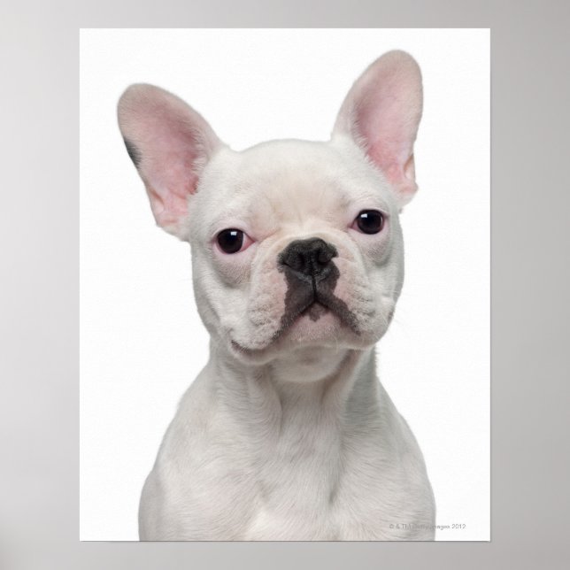 Póster Cachorro de Bulldog francés (5 meses de edad) (Frente)