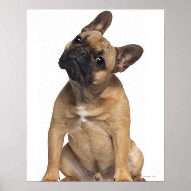 Póster cachorro de Bulldog francés (7 meses de edad) (Frente)