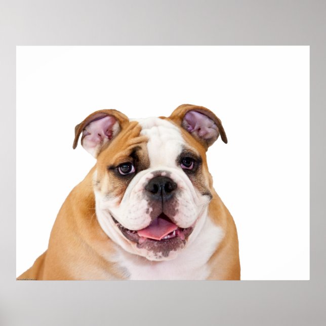 Póster Cachorro de Bulldog inglés (Frente)