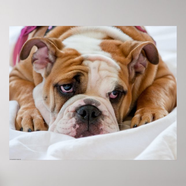 Póster Cachorro de Bulldog inglés (Frente)