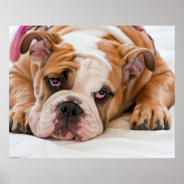 Póster Cachorro de Bulldog inglés (Frente)