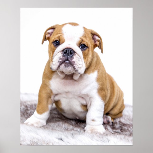 Póster Cachorro de Bulldog suave sentándose (Frente)