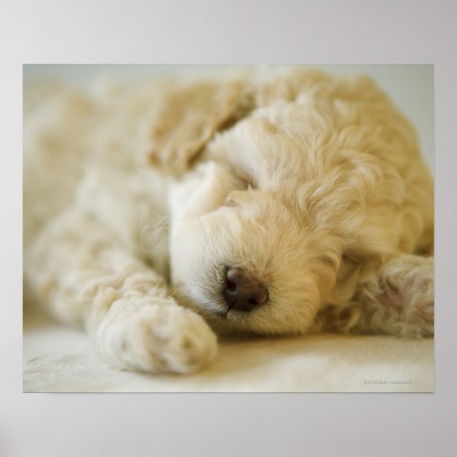 Póster Cachorro de cangrejo 2 (Frente)