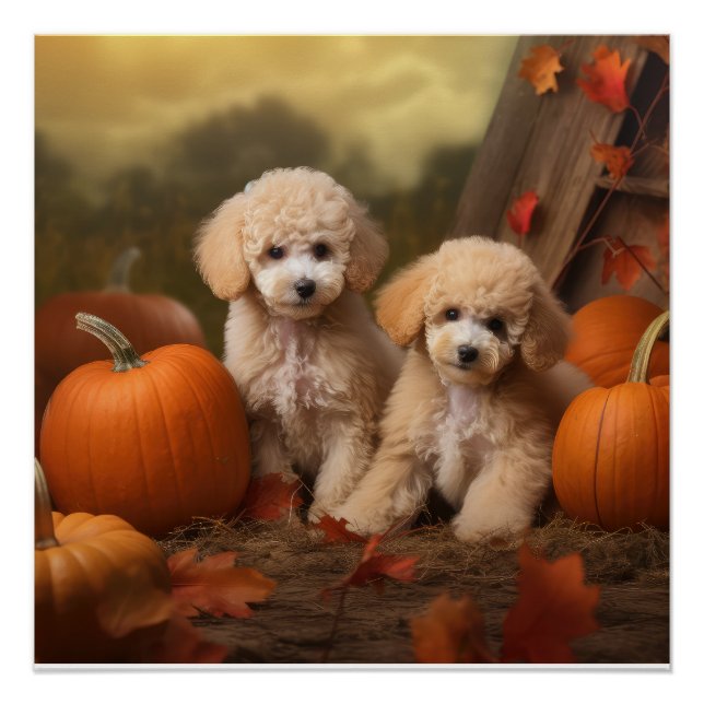 Póster Cachorro de Caniche Delicia de Otoño Calabaza (Anverso)