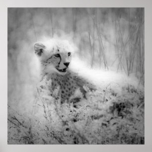 Póster Cachorro de chita