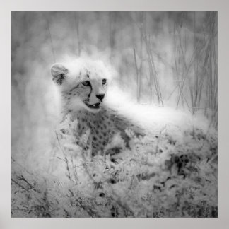 Póster Cachorro de chita