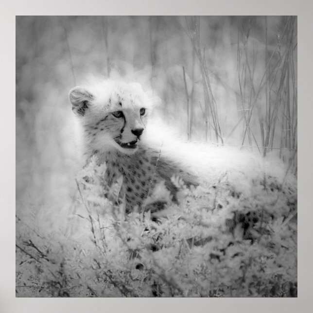 Póster Cachorro de chita (Frente)