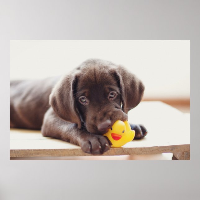 Póster Cachorro de chocolate con pato de juguete (Frente)