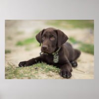 Cachorro de Chocolate Lab