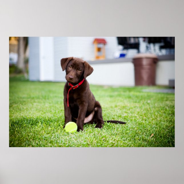 Póster Cachorro De Chocolate Labrador Con Pelota De Tenis (Frente)